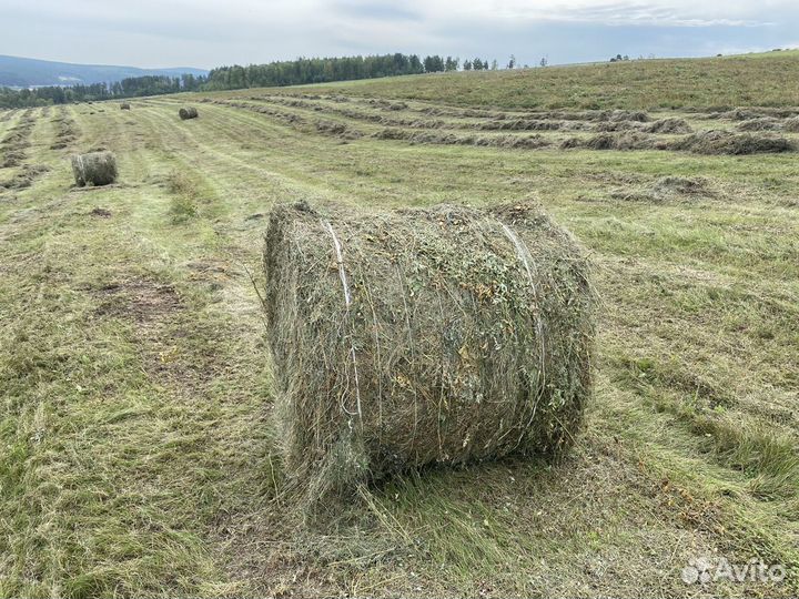 Продам сено в рулонах