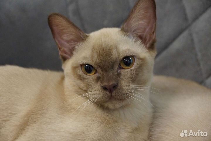 Ласковый бурманский котенок
