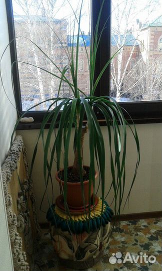 Цветок шикарный Бокарнея большой не требует переса