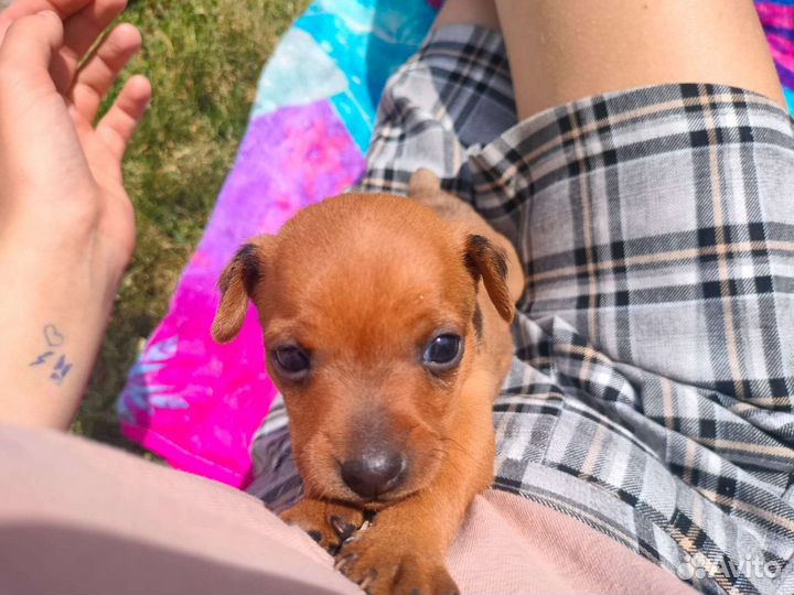 Маленькая собака