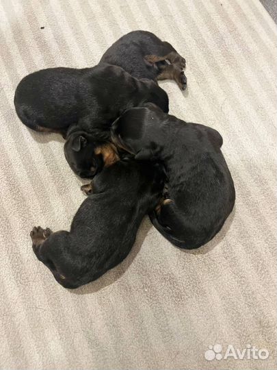 Щенки ротвейлера