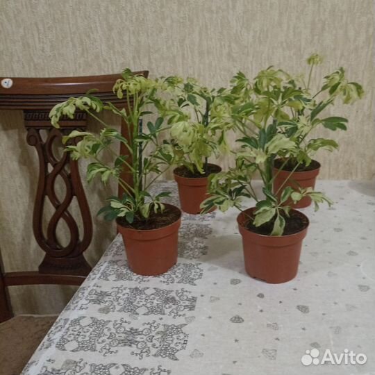 Комнатные цветы шефлера