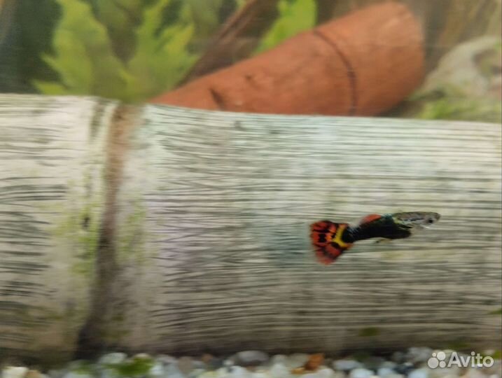 Гуппи испанские