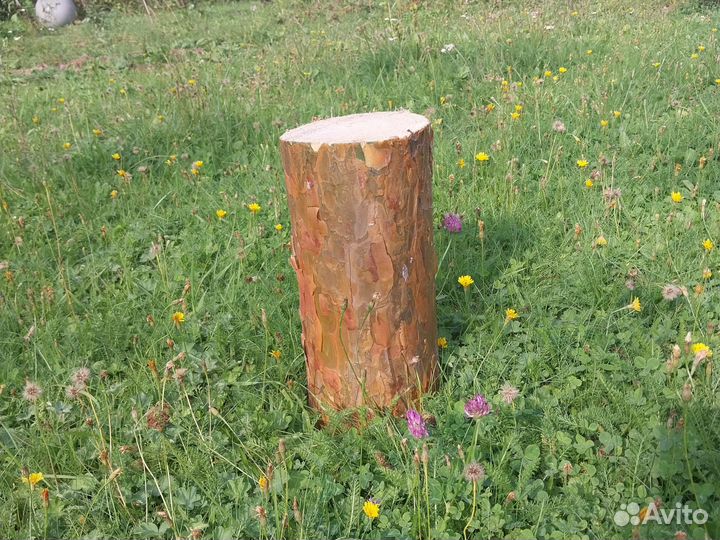 Полено сосна