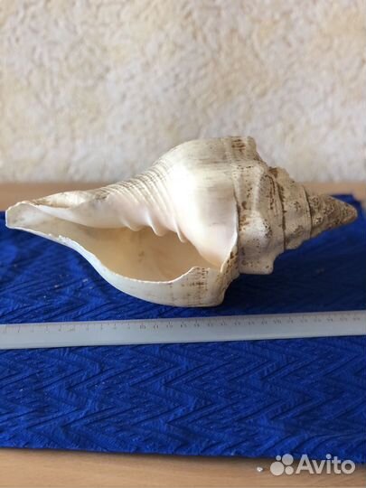 Большая морская раковина Турбинелла(25см)
