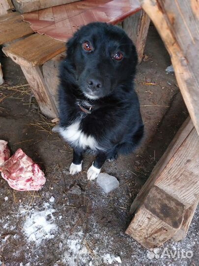 Собака в добрые руки. Алиса