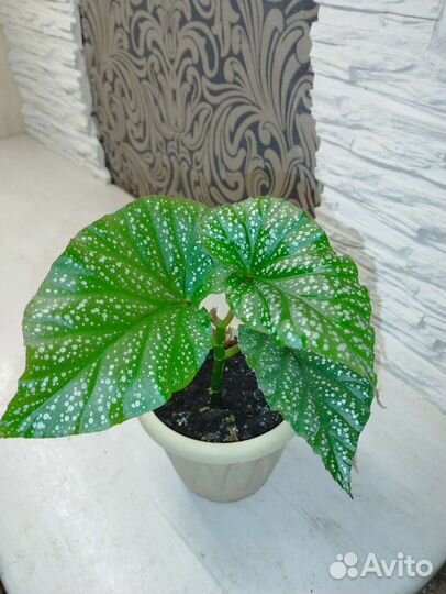 Бегония декоративно лиственная