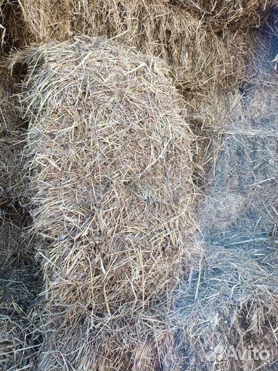 Сено разнотравье в тюках