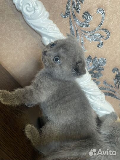Шотландские вислоухие котята