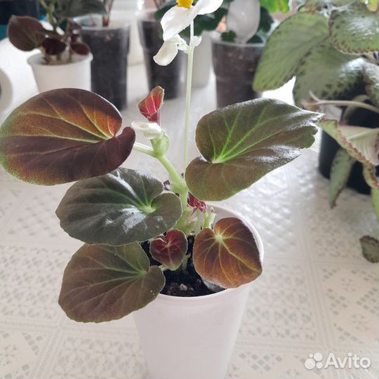 Хризантемы,бегонии,герани, эписция, бальзамы