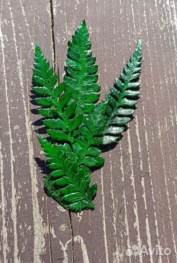 Микропапоротник стабилизированный