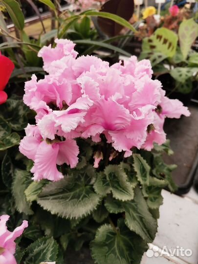 Цикламены/ипомея/петунич