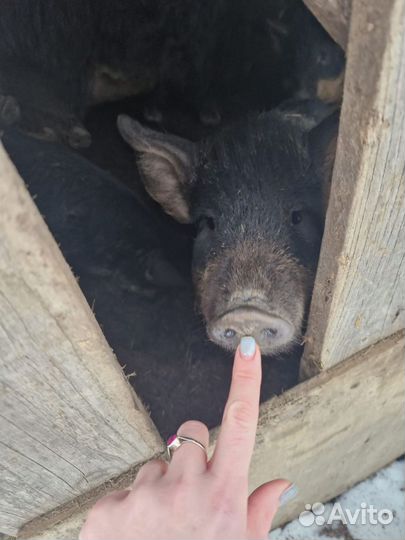 Поросята венгерской мангалицы