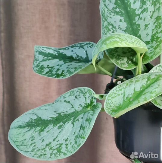 Сциндаптус пиктус