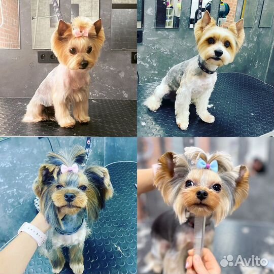 Грумер стрижка собак, обучение