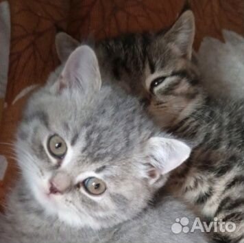 Шотландские котята