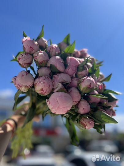 Пион сара бернар