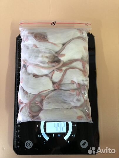 Мыши для кормления змей, варанов, сов (заморозка)