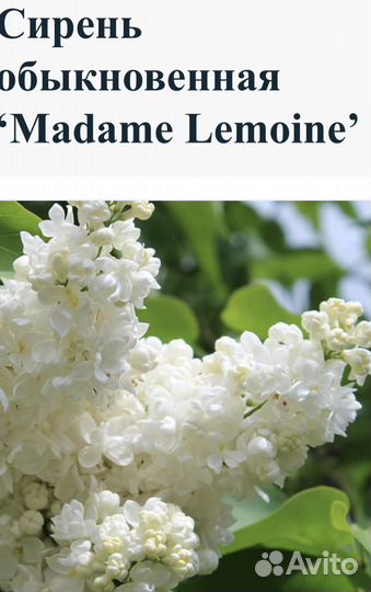 Сирень Красавица Москвы, Сенсация