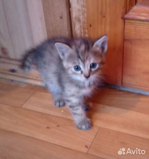 Котята в дар