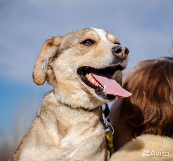Персия, 2,5 года, 18 кг. Не гавкучая. Стерилизован