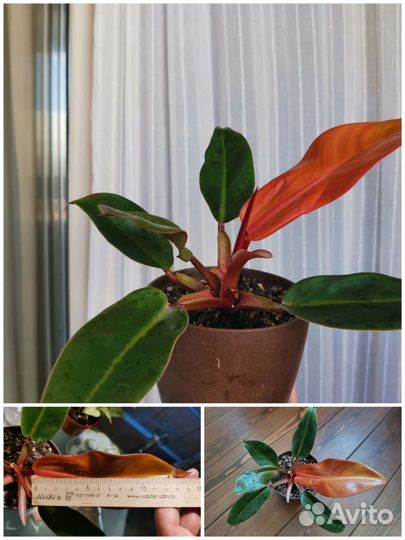 Комнатные растения