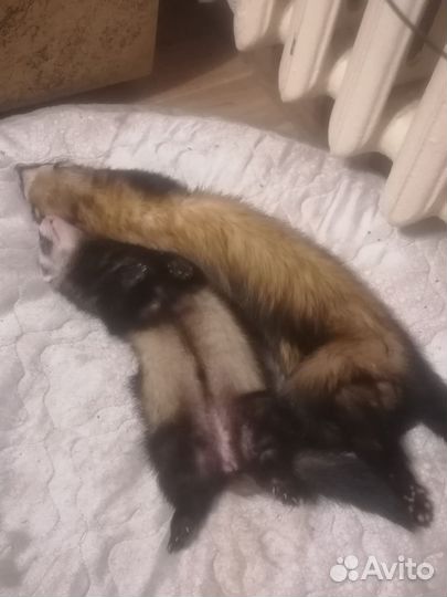 Хорек мальчик встретит девочку