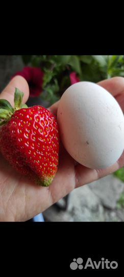 Рассада ремонтантной клубники