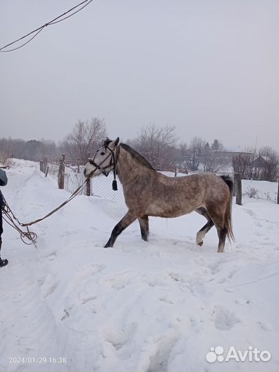 Лошадь