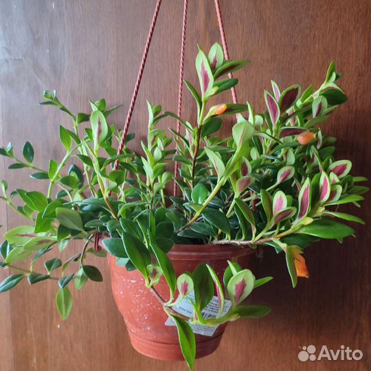 Гипоцирта Глабра (черенок)