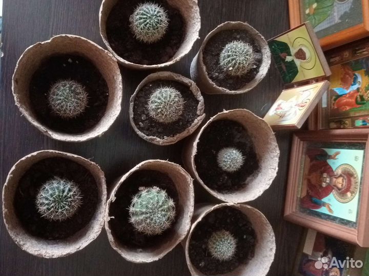 Кактус детки