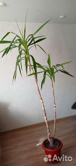 Пальма юкка