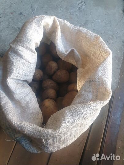 Продам картофель домашний