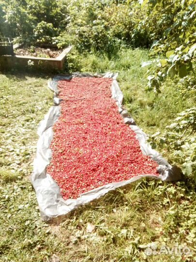 Брусника (Карелия)