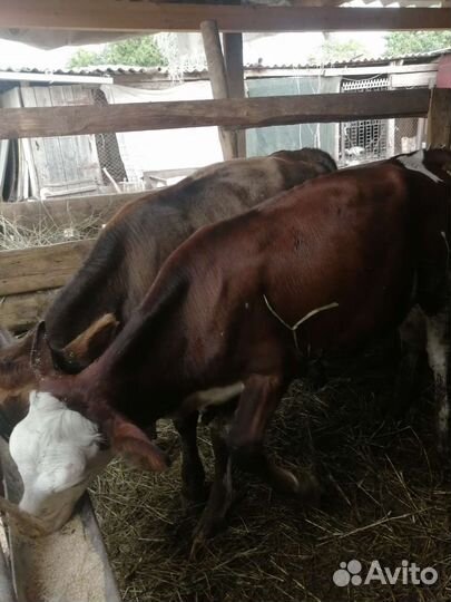 Годовалые бычки, тёлки