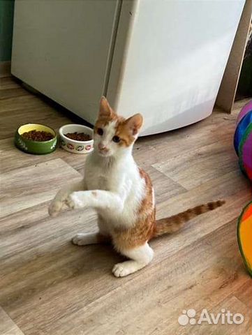 Котята кошка кот в дар рыжие и трехцветка объявление продам
