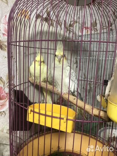 Попугай корелла