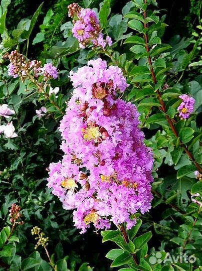 Лагерстремии, индийская сирень