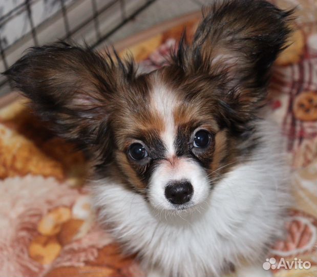 Щенки папийона