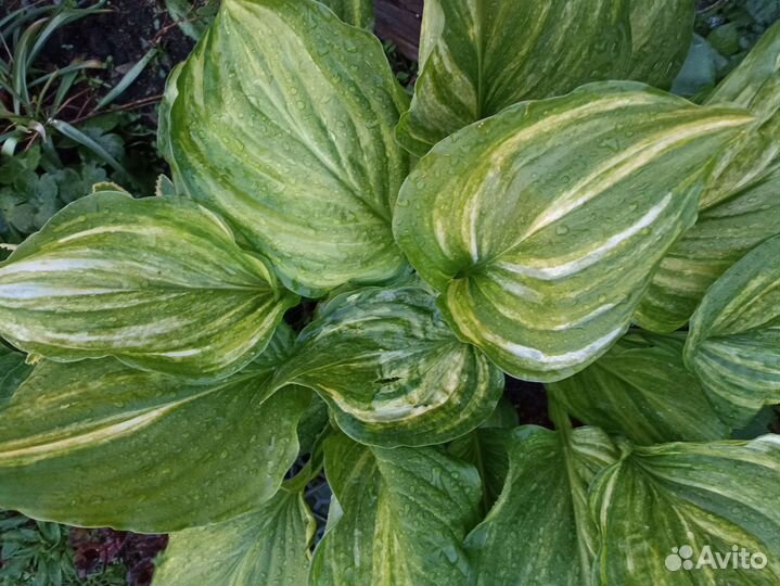 Хоста коллекционная страйк