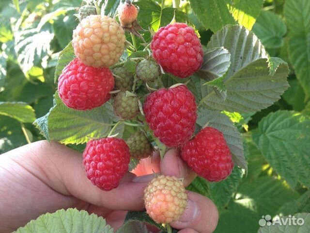 Ремонтантная малина зюгана