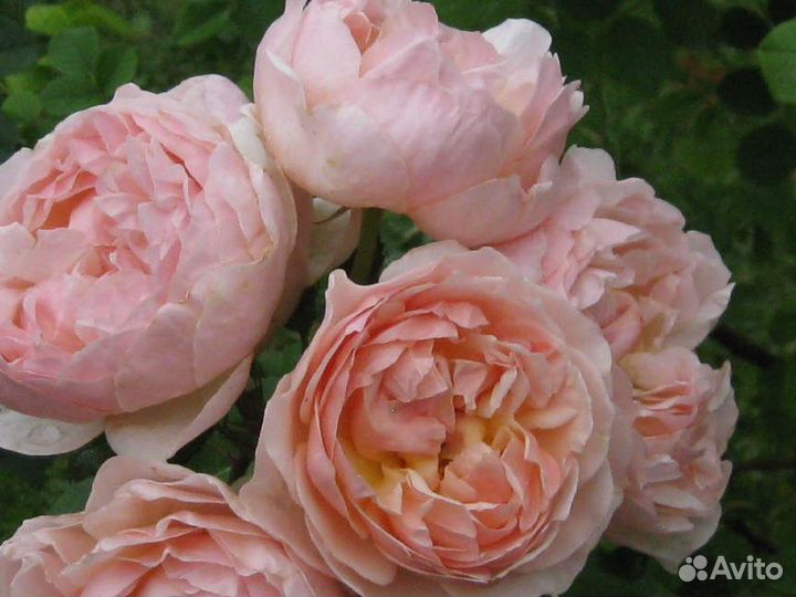 Роза Эвелин английская саженцы