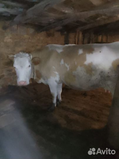 Корова с телятами