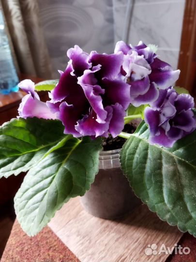 Глоксиния махровая