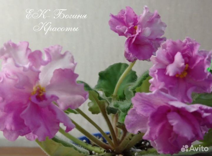 Сортовые фиалки