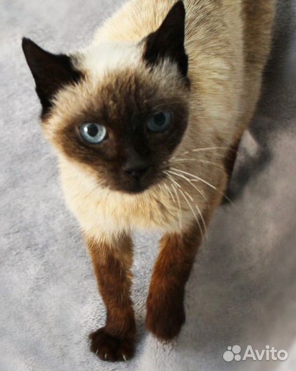 Невероятная Зифа в поисках дома