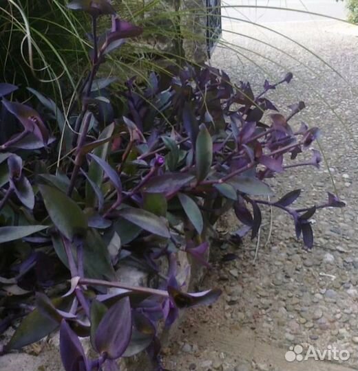 Традесканция