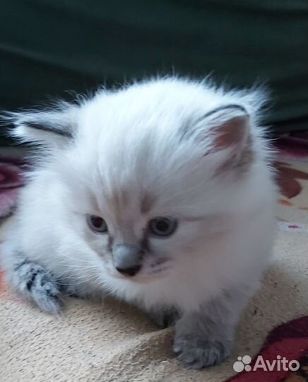Котенок