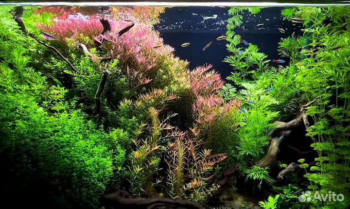 Оформление аквариума