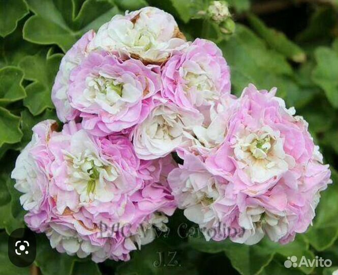 Плющелистная, ампельная пеларгония